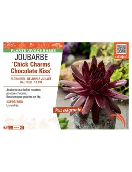 JOUBARBE CHICK CHARMS CHOCOLATE KISS