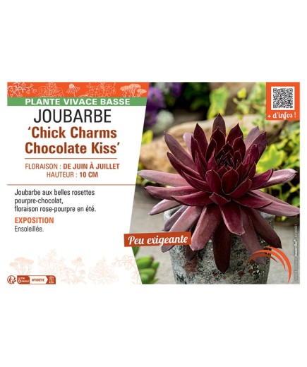 JOUBARBE CHICK CHARMS CHOCOLATE KISS