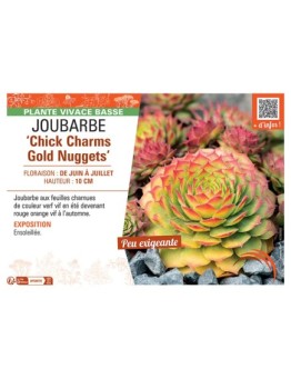 JOUBARBE CHICK CHARMS GOLD NUGGETS