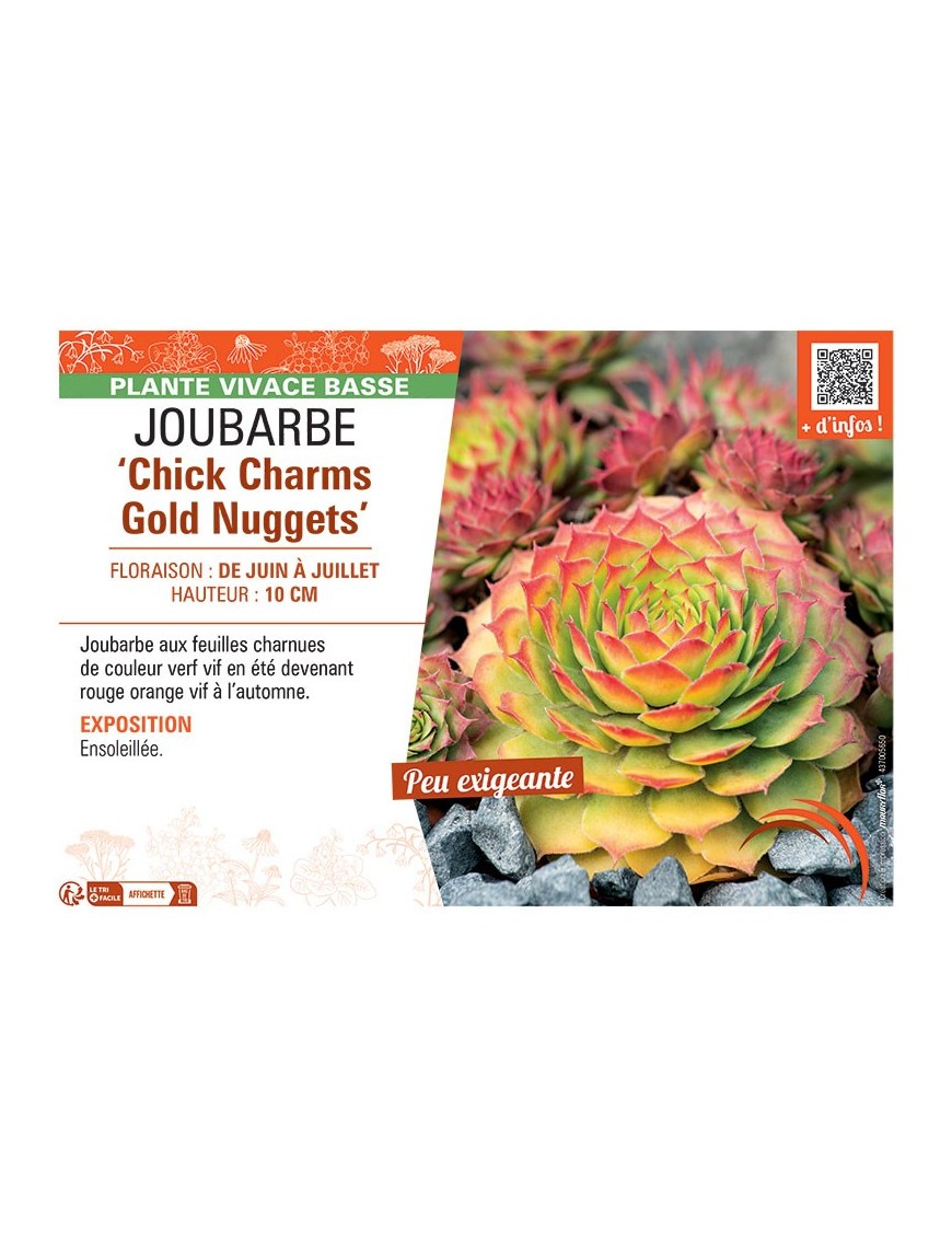 JOUBARBE CHICK CHARMS GOLD NUGGETS