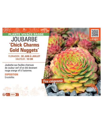 JOUBARBE CHICK CHARMS GOLD NUGGETS