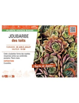 JOUBARBE DES TOITS