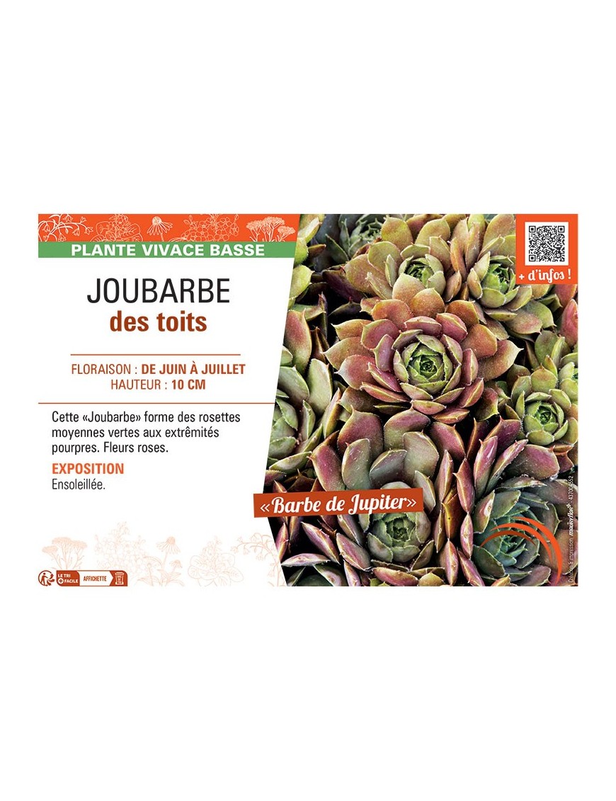 JOUBARBE DES TOITS