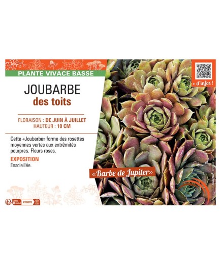 JOUBARBE DES TOITS