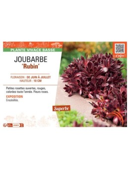 JOUBARBE RUBIN