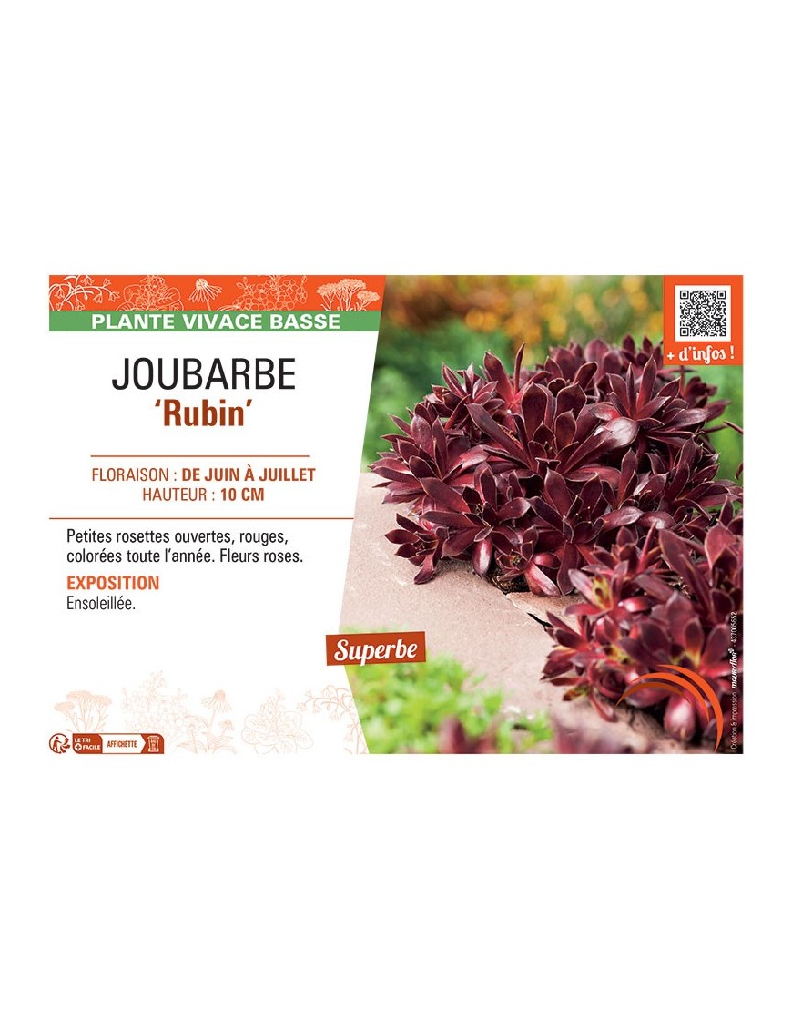 JOUBARBE RUBIN