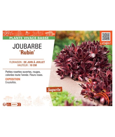 JOUBARBE RUBIN