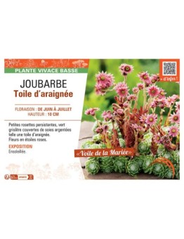 JOUBARBE TOILE D'ARAIGNEE