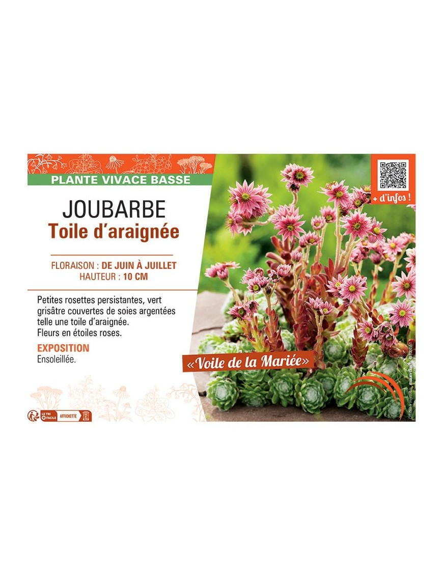 JOUBARBE TOILE D'ARAIGNEE