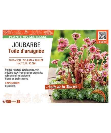 JOUBARBE TOILE D'ARAIGNEE