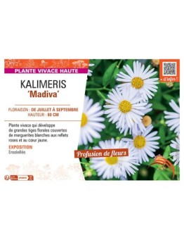 KALIMERIS MADIVA