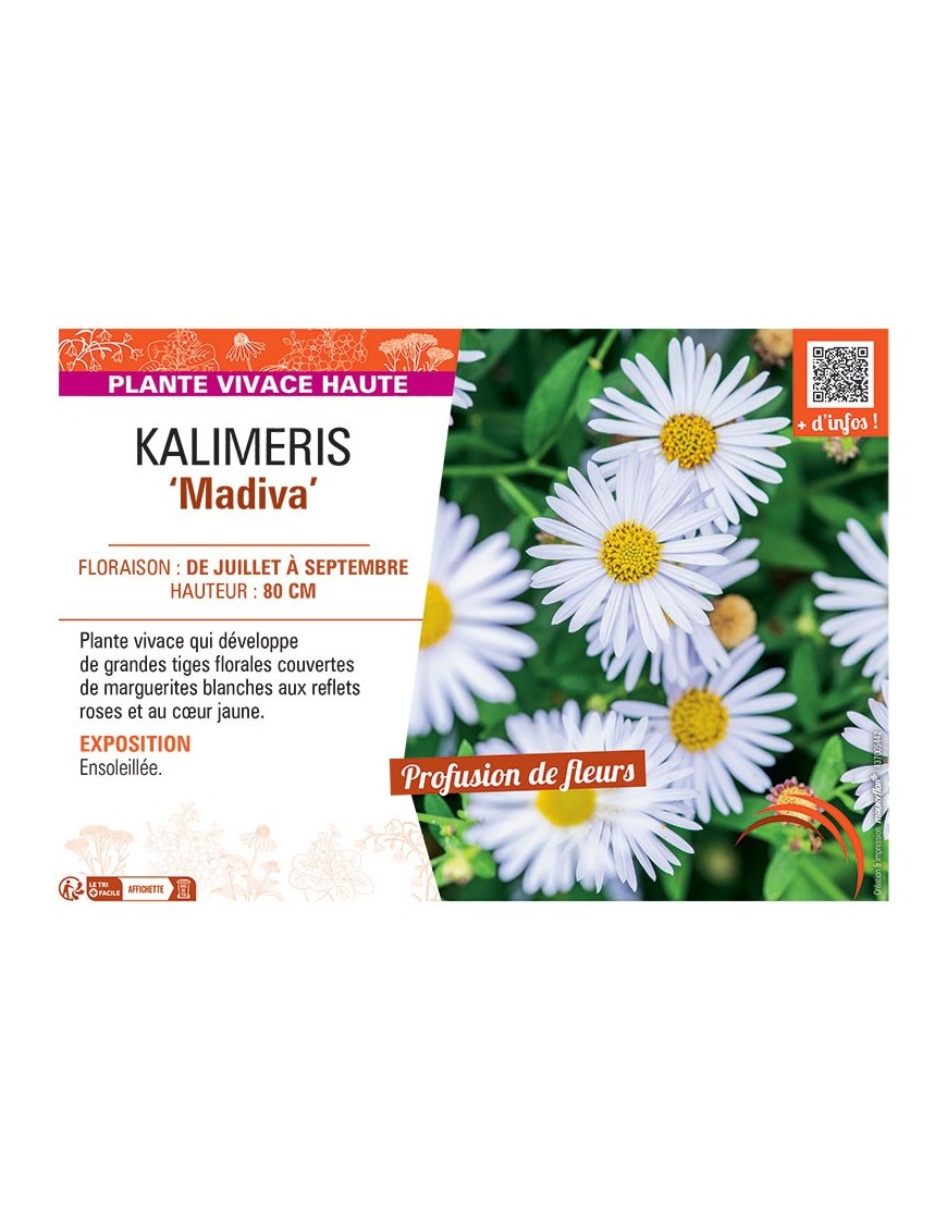 KALIMERIS MADIVA