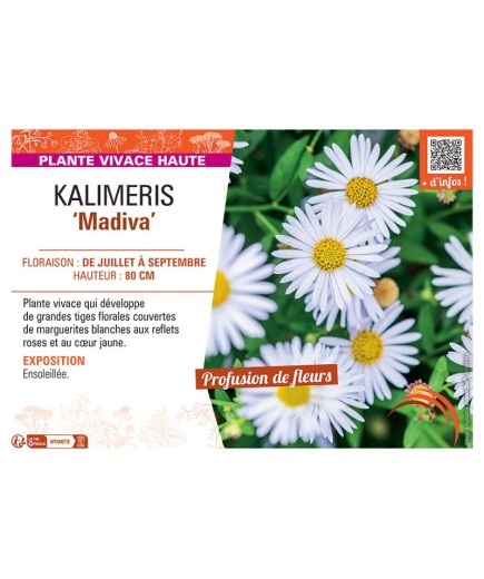 KALIMERIS MADIVA