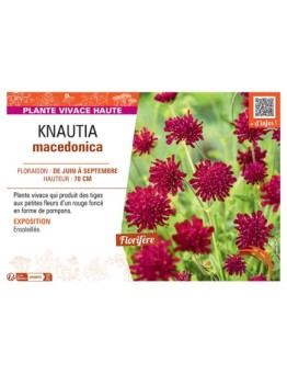 KNAUTIA MACEDONICA