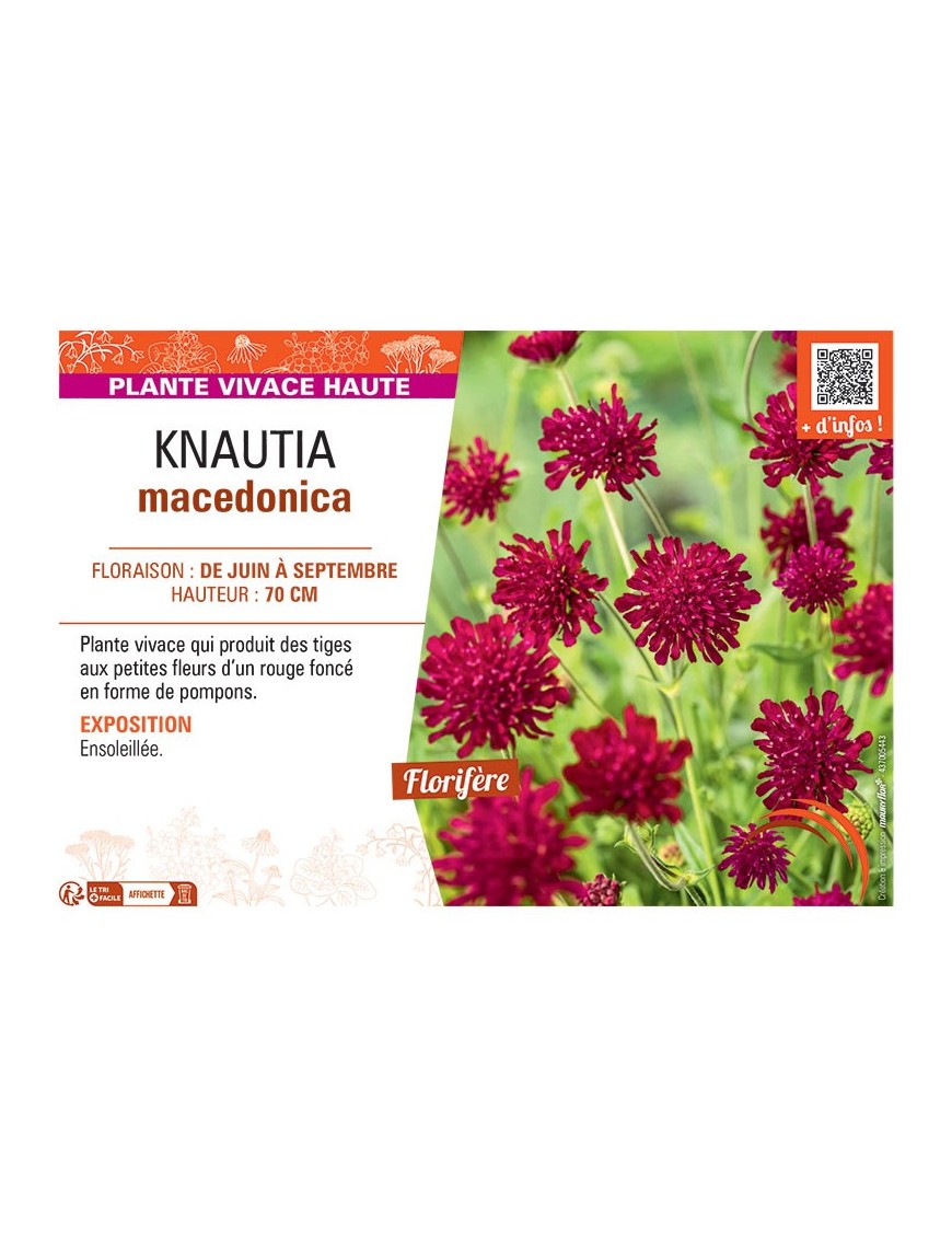 KNAUTIA MACEDONICA