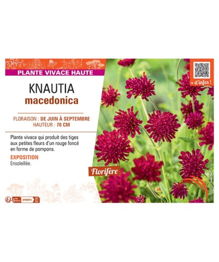 KNAUTIA MACEDONICA