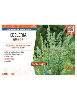 KOELERIA GLAUCA