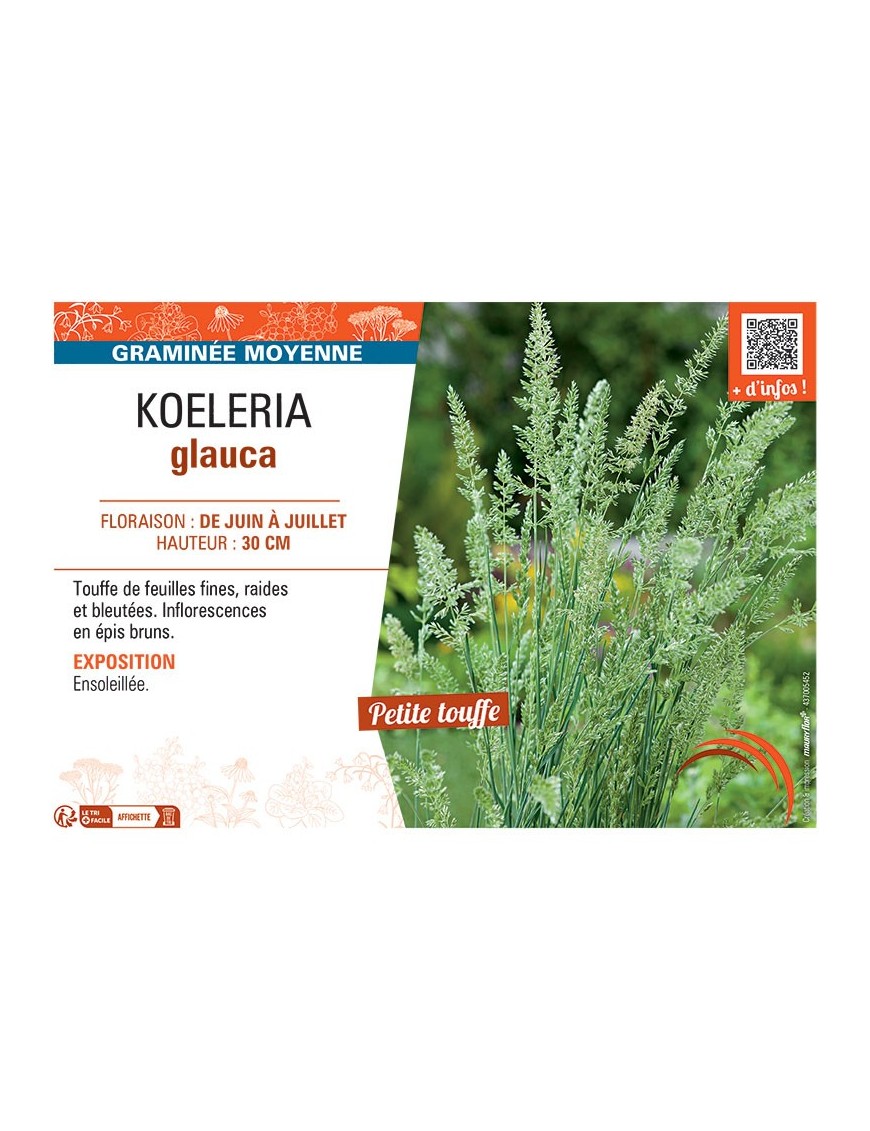 KOELERIA GLAUCA