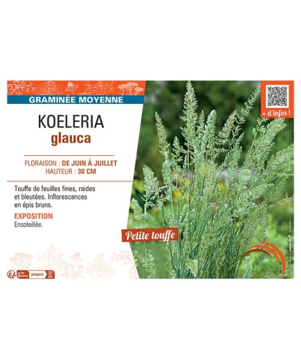 KOELERIA GLAUCA