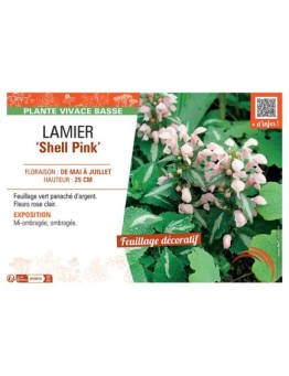 LAMIER SHELL PINK