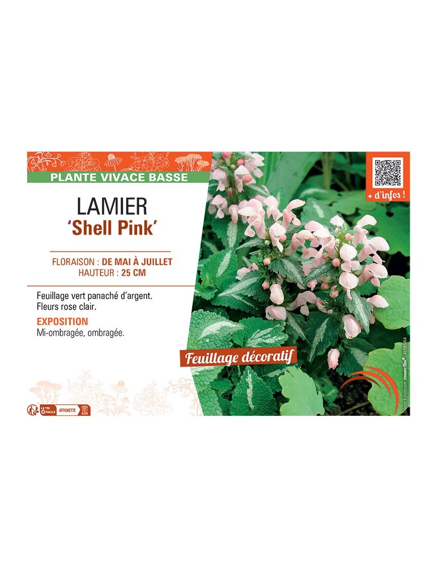 LAMIER SHELL PINK