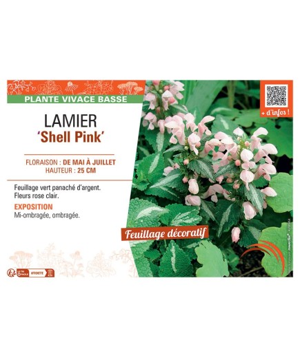 LAMIER SHELL PINK