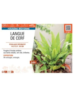 LANGUE DE CERF