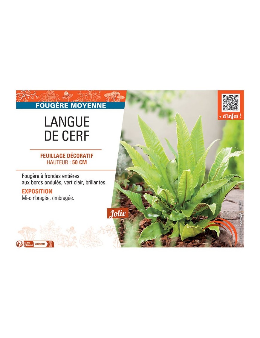 LANGUE DE CERF