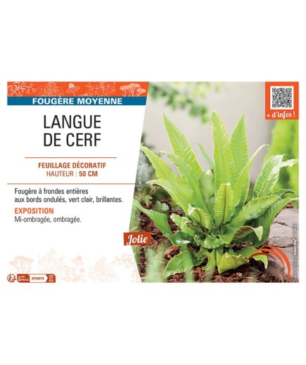 LANGUE DE CERF