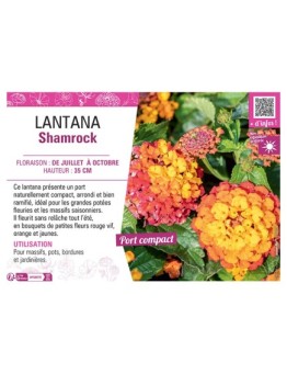 LANTANA SHAMROCK