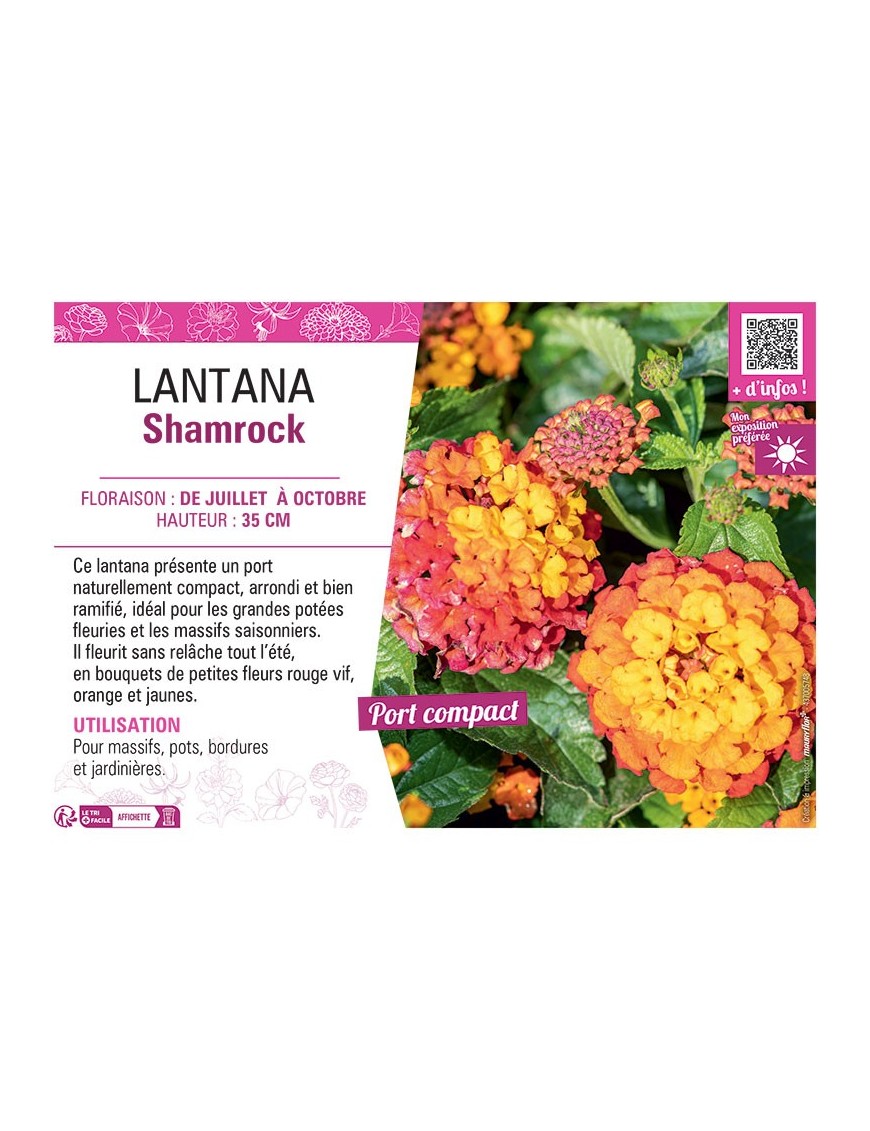 LANTANA SHAMROCK