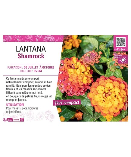 LANTANA SHAMROCK