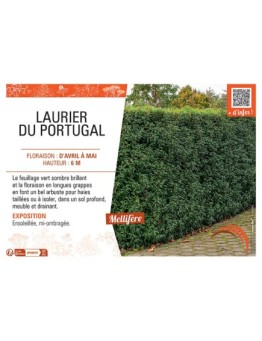 LAURIER DU PORTUGAL