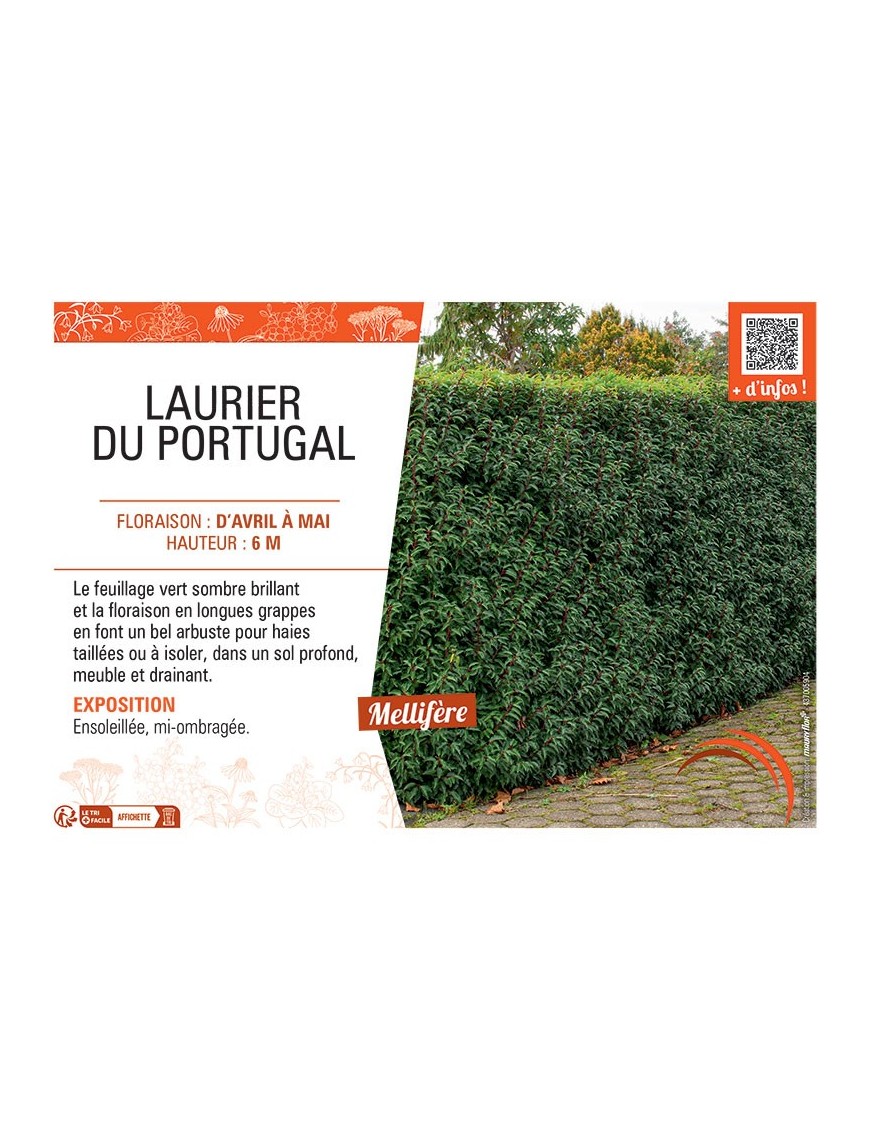 LAURIER DU PORTUGAL