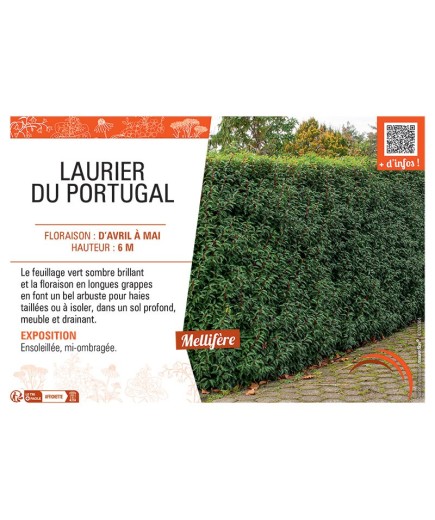 LAURIER DU PORTUGAL