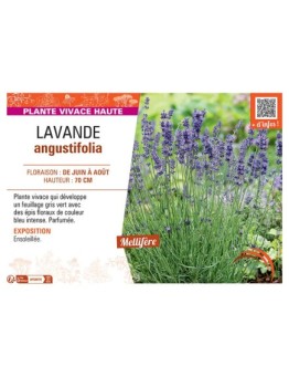 LAVANDE ANGUSTIFOLIA (bleu intense)