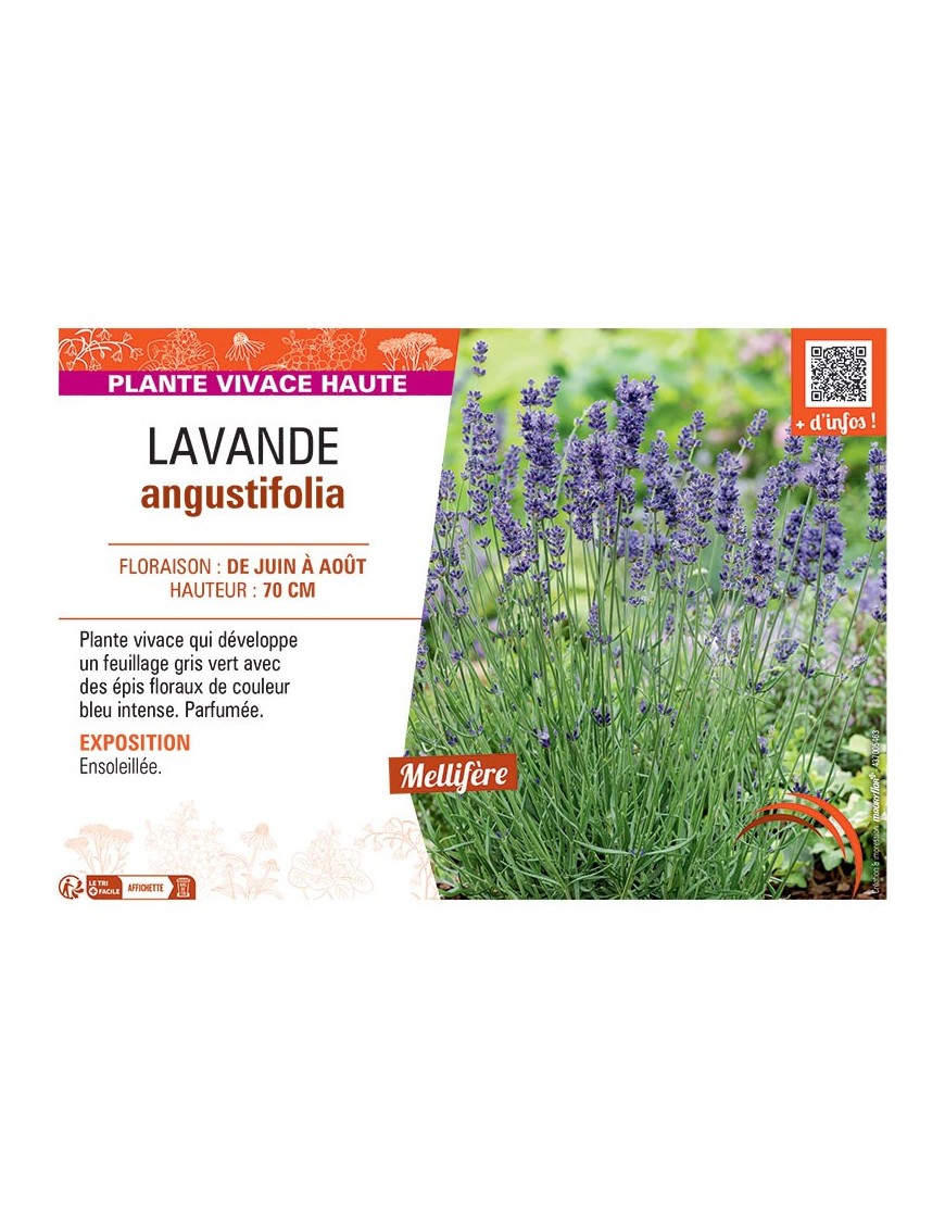 LAVANDE ANGUSTIFOLIA (bleu intense)