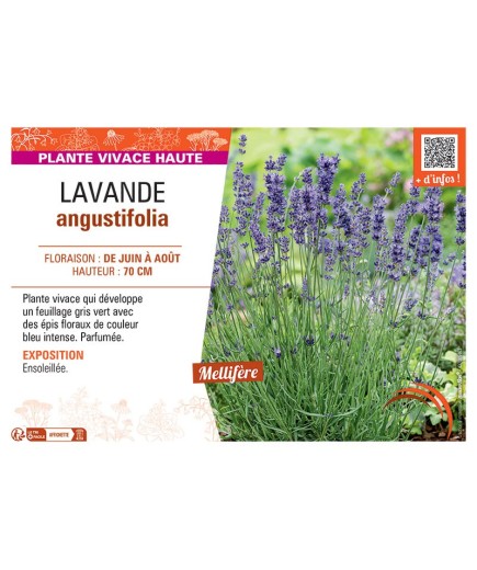 LAVANDE ANGUSTIFOLIA (bleu intense)