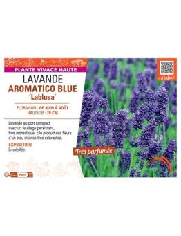 LAVANDE AROMATICO BLUE Lablusa