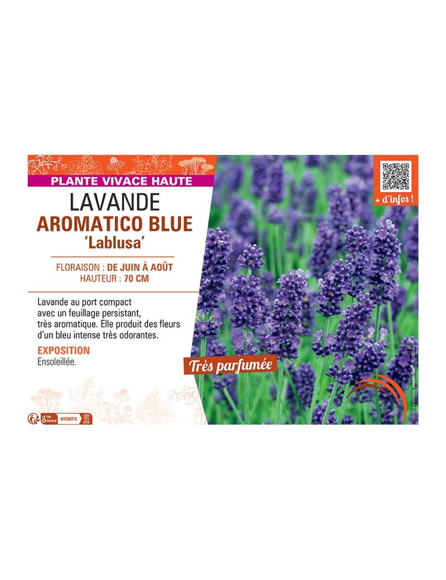 LAVANDE AROMATICO BLUE Lablusa