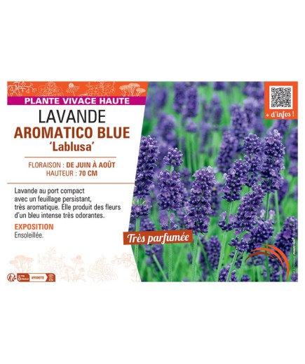 LAVANDE AROMATICO BLUE Lablusa