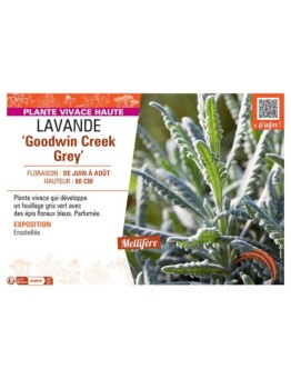 LAVANDE GOODWIN CREEK GREY