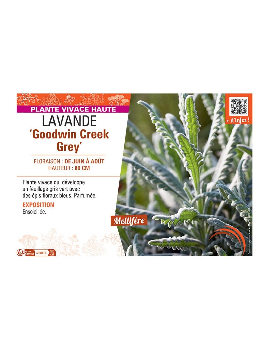 LAVANDE GOODWIN CREEK GREY