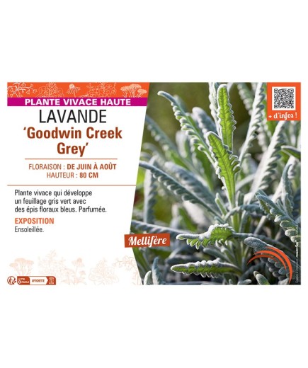 LAVANDE GOODWIN CREEK GREY