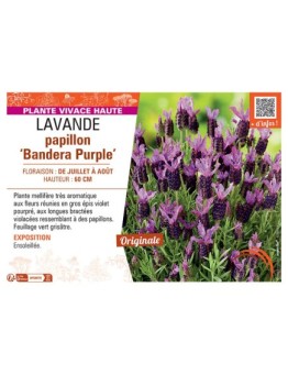 LAVANDE PAPILLON BANDERA PURPLE