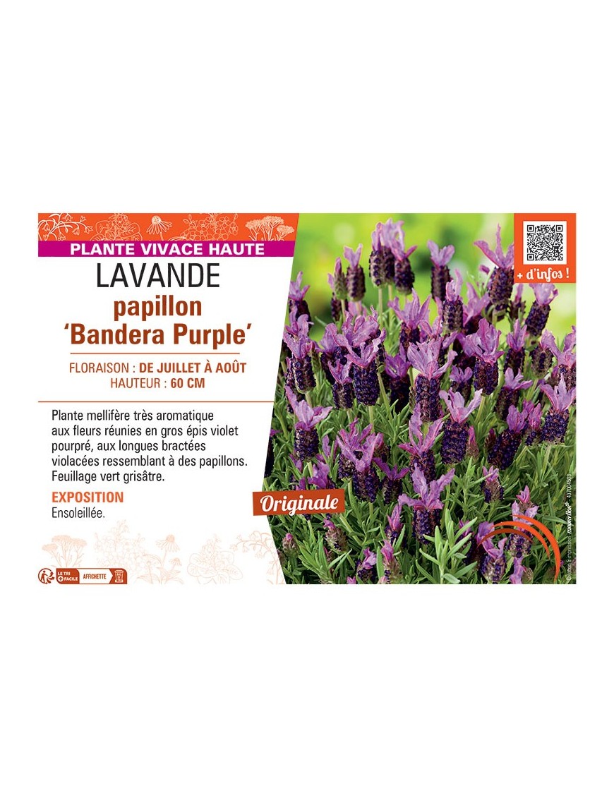 LAVANDE PAPILLON BANDERA PURPLE