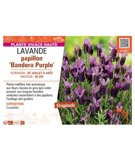 LAVANDE PAPILLON BANDERA PURPLE