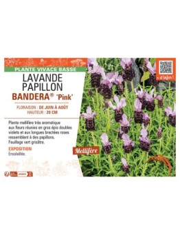 LAVANDE PAPILLON BANDERA® PINK