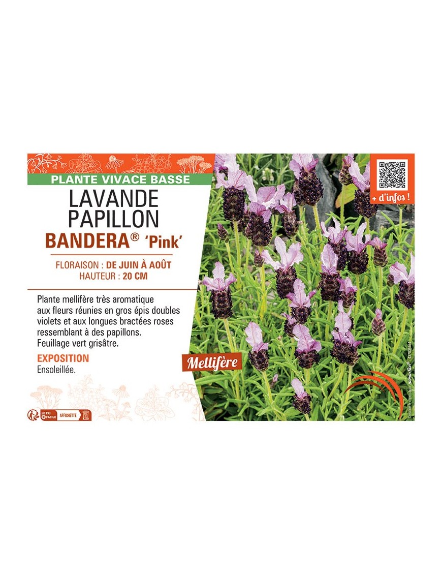 LAVANDE PAPILLON BANDERA® PINK