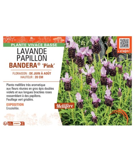LAVANDE PAPILLON BANDERA® PINK